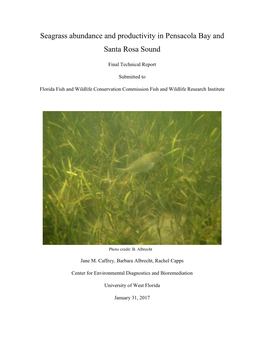 Seagrass Abundance and Productivity in Pensacola Bay and Santa Rosa