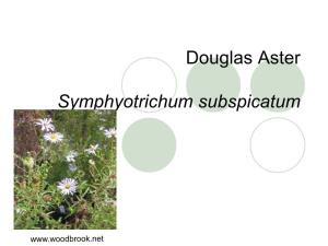 Douglas Aster Symphyotrichum Subspicatum
