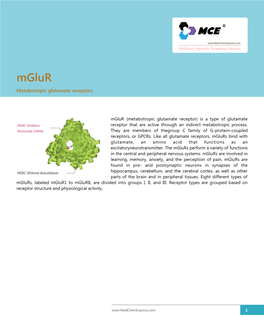 Metabotropic Glutamate Receptors