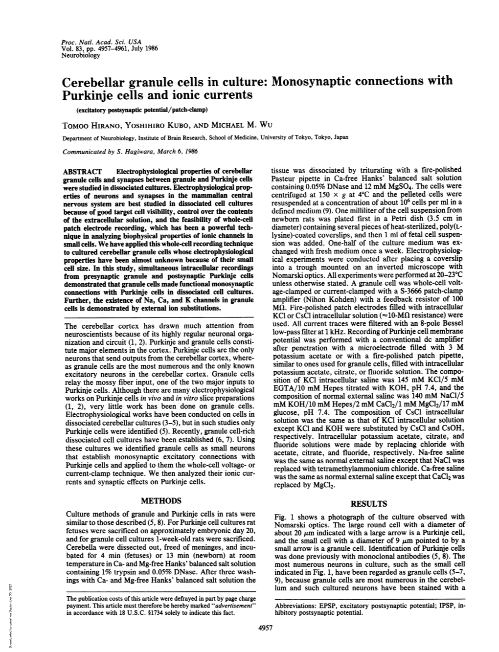 Cerebellar Granule Cells in Culture