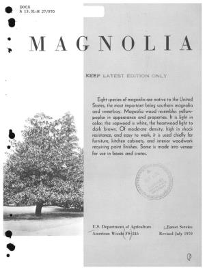 Magnolia (Magnolia Grandiflora and Magnolia Virginiana)
