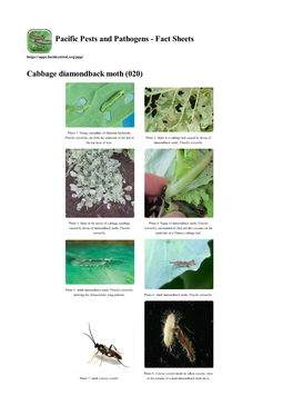 Cabbage Diamondback Moth (020)