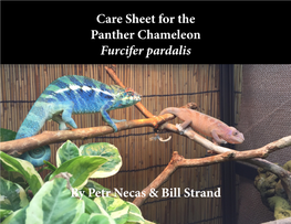 Care Sheet for the Panther Chameleon Furcifer Pardalis By