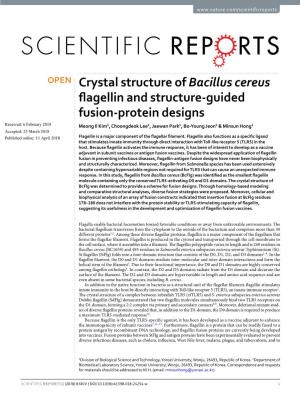 Crystal Structure of Bacillus Cereus Flagellin and Structure-Guided Fusion-Protein Designs