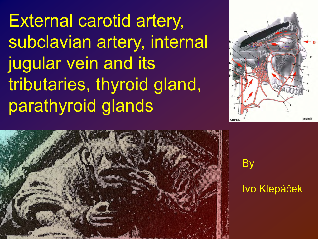 External Carotid Artery, Subclavian Artery, Internal Jugular Vein and Its Tributaries, Thyroid Gland, Parathyroid Glands