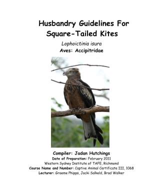 Square-Tailed Kites