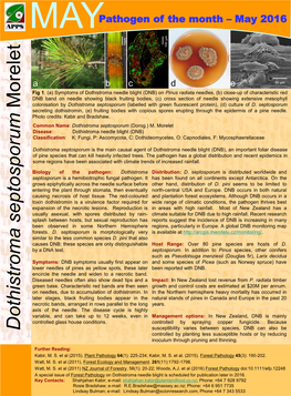 Dothistroma Septosporum Morelet