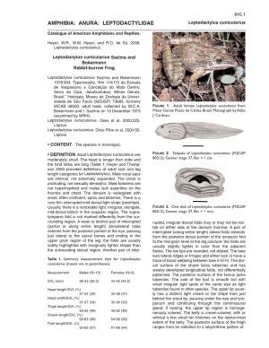 AMPHIBIA: ANURA: LEPTODACTYLIDAE Leptodactylus Cunicularius