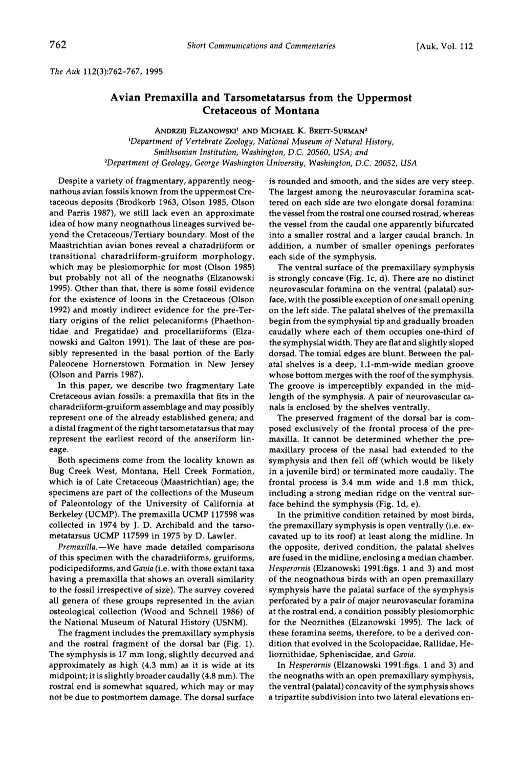 Avian Premaxilla and Tarsometatarsus from The