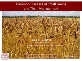 Common Diseases of Small Grains and Their Management