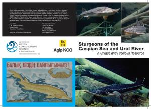 Sturgeons of the Caspian Sea and Ural River