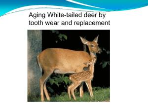 Aging White-Tailed Deer by Tooth Wear and Replacement