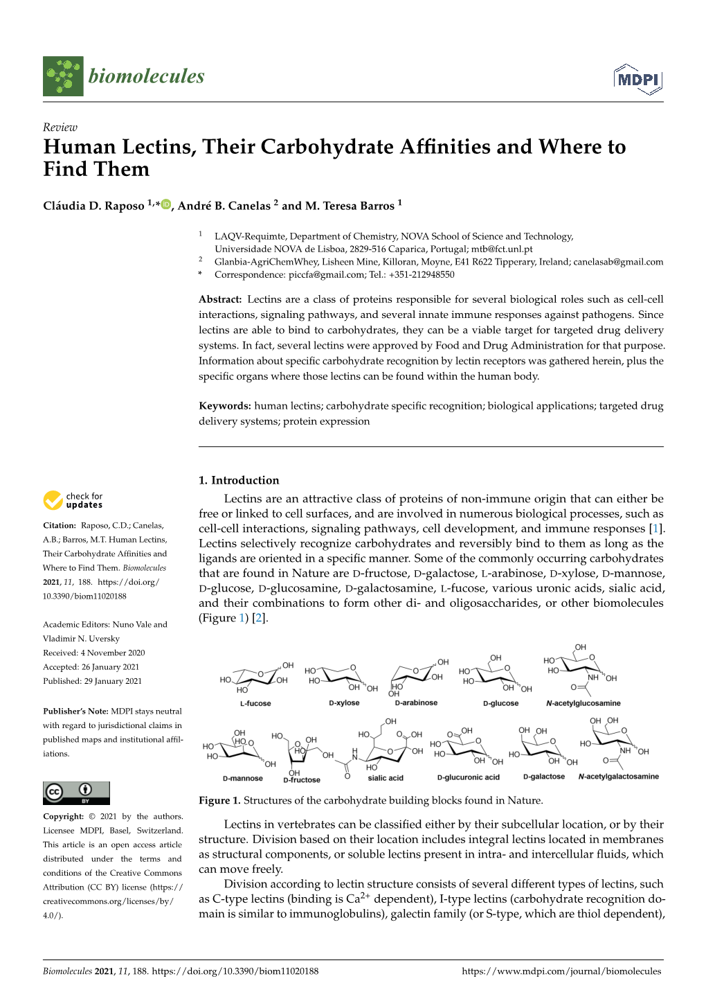 Human Lectins, Their Carbohydrate Affinities and Where to Find Them