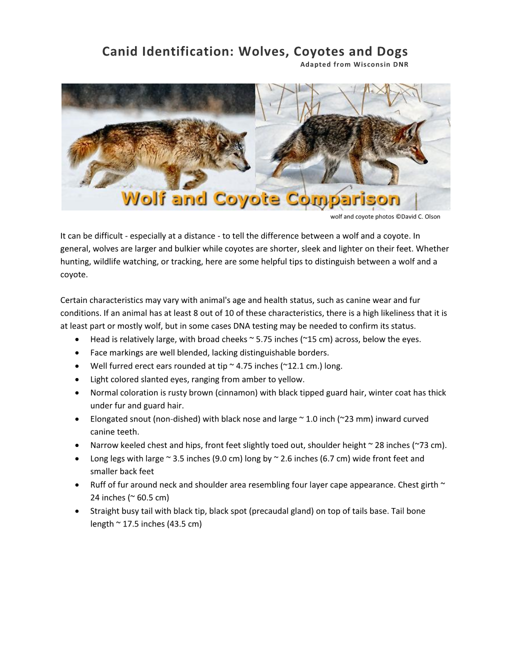 Canid Identification Wolves, Coyotes and Dogs Adapted from Wisconsin