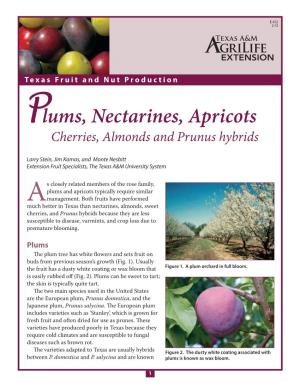 Plums, Nectarines, Apricots, Cherries, Almonds and Prunus Hybrids