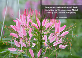Comparative Genomics and Trait Evolution in Cleomaceae, a Model Family for Ancient Polyploidy