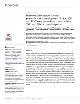 Horse Ooplasm Supports in Vitro Preimplantation Development of Zebra ICSI and SCNT Embryos Without Compromising YAP1 and SOX2 Expression Pattern
