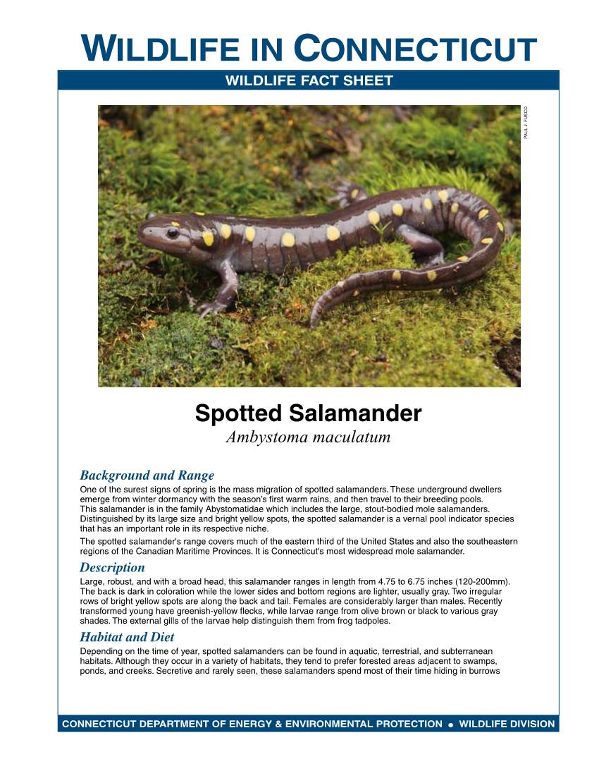 Spotted Salamander Fact Sheet