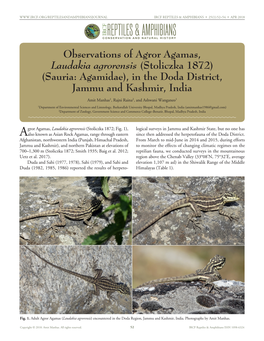 Observations of Agror Agamas, Laudakia Agrorensis