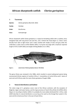 African Sharptooth Catfish Clarias Gariepinus