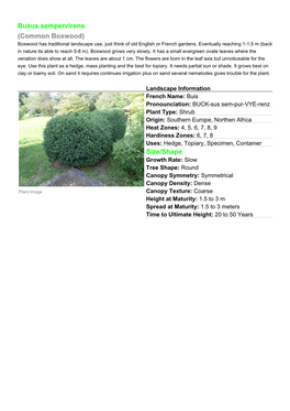 Buxus Sempervirens (Common Boxwood) Size/Shape