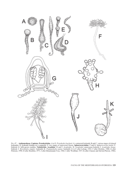 Protohydra Leuckarti: A: Contracted Hydranth; B and C: Various Stages of Relaxed Hydranths; D: Hydranth Feeding on a Copepode; E: Two Stages of Transversal Fission