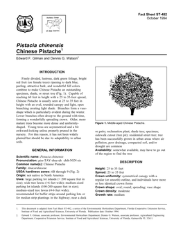 Pistacia Chinensis Chinese Pistache1 Edward F