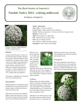 Redring Milkweed Asclepias Variegata L