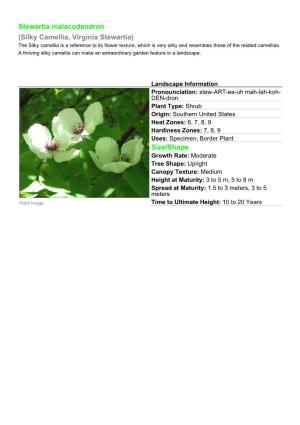 (Silky Camellia, Virginia Stewartia) Size/Shape