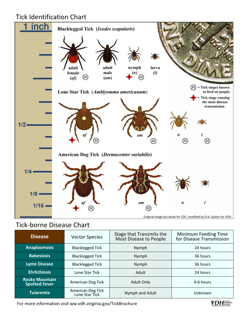 Tick Identification Chart Tick-Borne Disease Chart - DocsLib