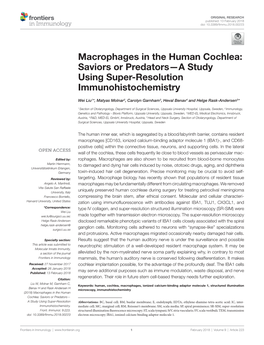 Macrophages in the Human Cochlea: Saviors Or Predators—A Study Using Super-Resolution Immunohistochemistry