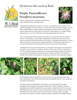 Passiflora Incarnata Family: the Passionflower Family, Passifloraceae