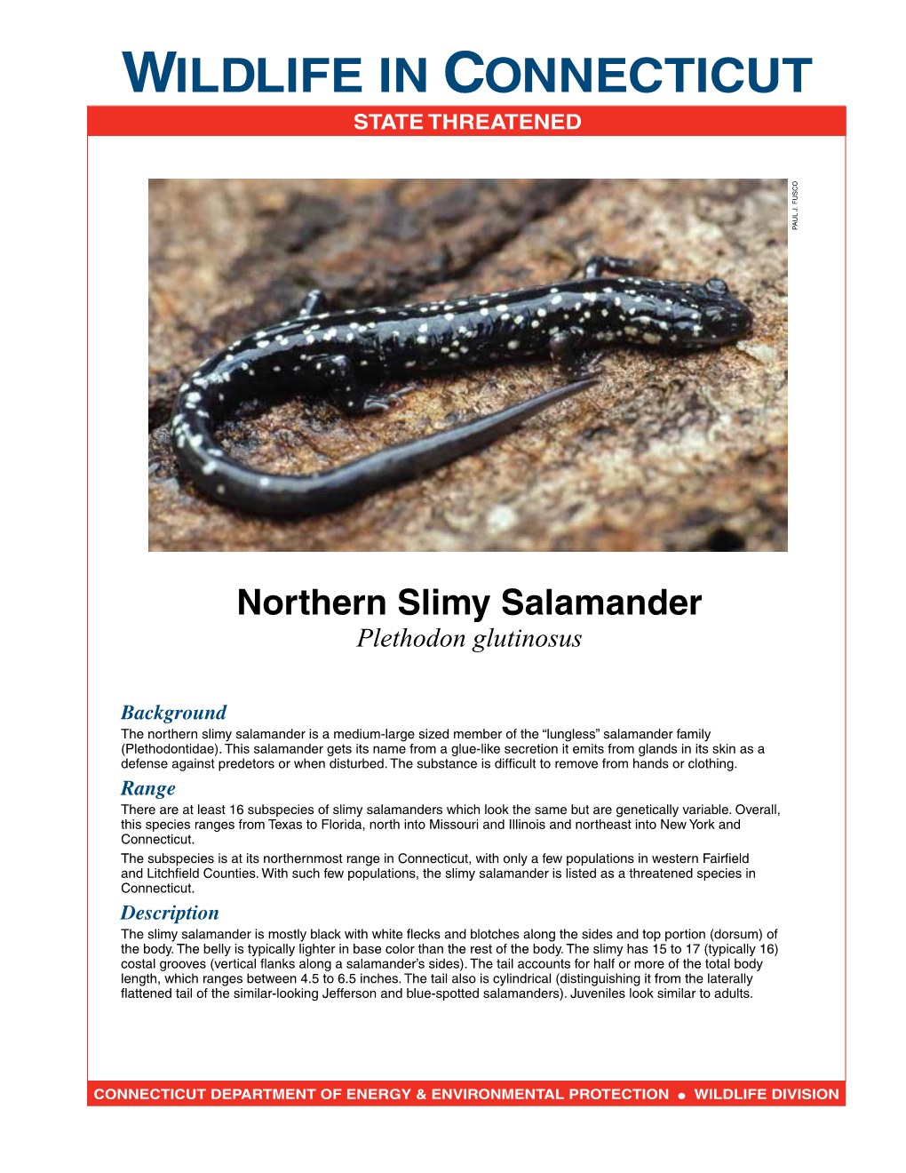 Northern Slimy Salamander Plethodon Glutinosus