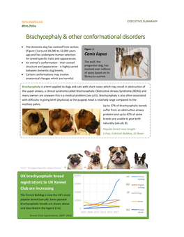 Brachycephaly & Other Conformational Disorders