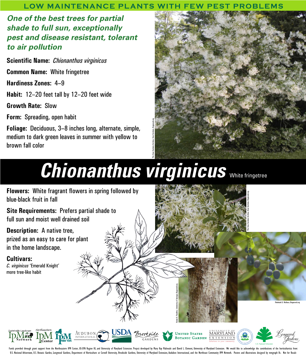 Chionanthus Virginicus White Fringetree