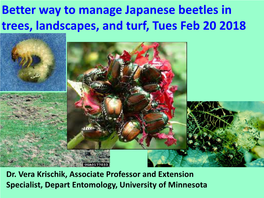 Japanese Beetles in Trees, Landscapes, and Turf, Tues Feb 20 2018