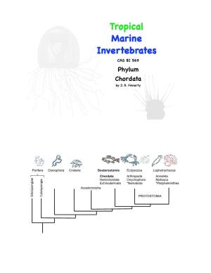 Tropical Marine Invertebrates CAS BI 569 Phylum Chordata by J
