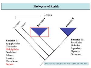 Phylogeny of Rosids! ! Rosids! !