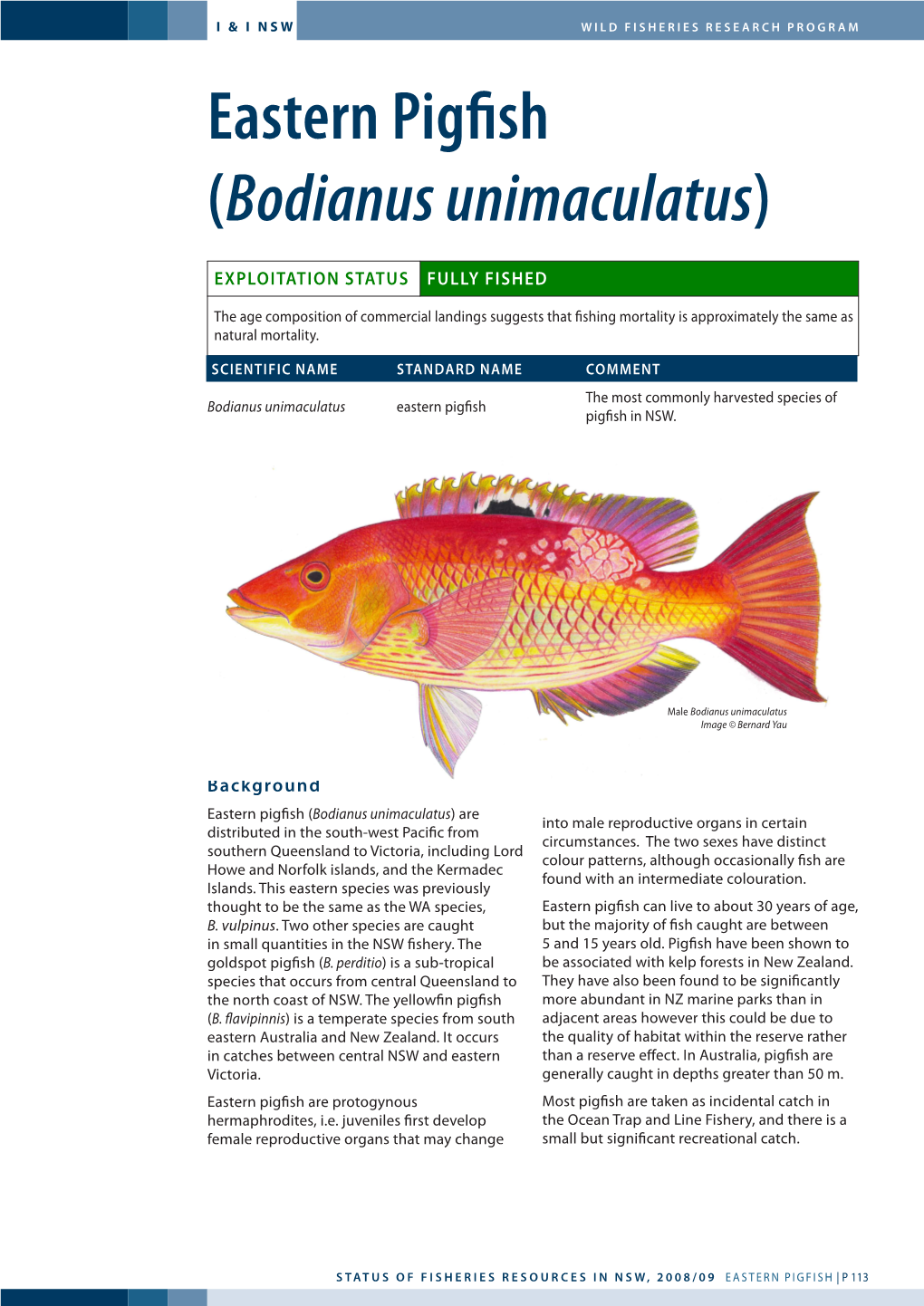 Eastern Pigfish (Bodianus Unimaculatus)