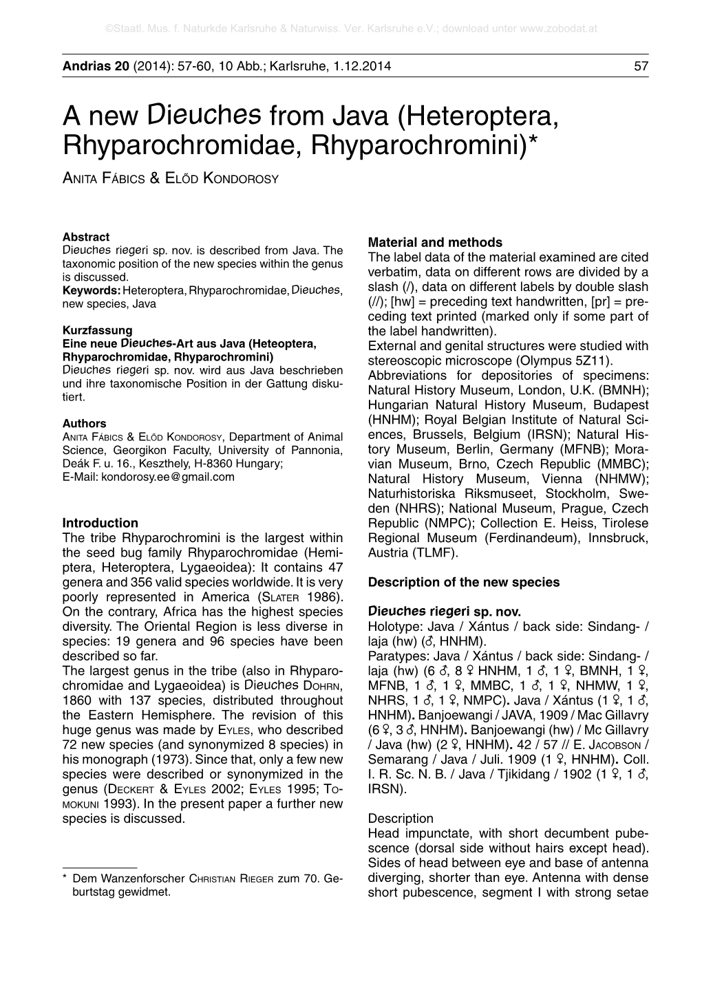 A New Dieuches from Java (Heteroptera, Rhyparochromidae, Rhyparochromini)*