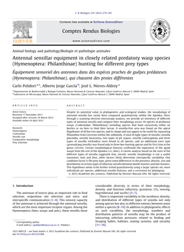 Hymenoptera: Philanthinae) Hunting for Different Prey Types