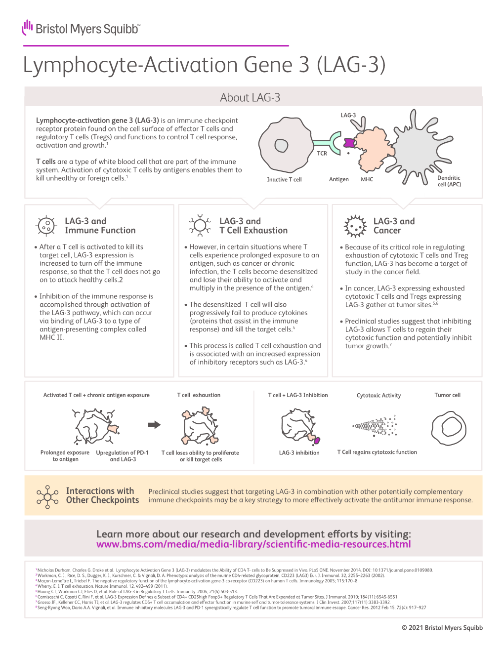 Lymphocyte-Activation Gene 3 (LAG-3) Immune Pathway