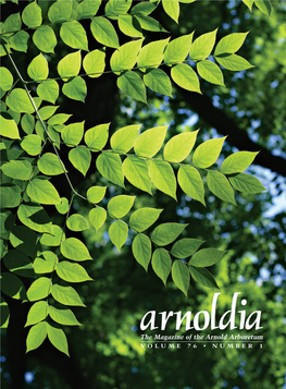 The Magazine of the Arnold Arboretum VOLUME 76 • NUMBER 1