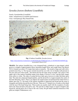 Synodus Foetens (Inshore Lizardfish)