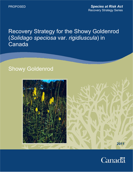 Showy Goldenrod (Solidago Speciosa Var. Rigidiuscula) in Canada