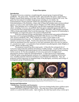 Project Description Introduction the Genus Calostoma Comprises A
