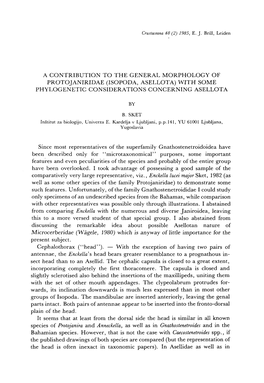 Isopoda, Asellota) with Some Phylogenetic Considerations Concerning Asellota