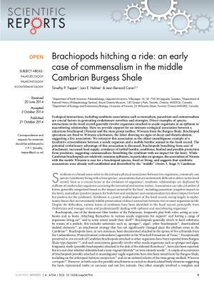 Brachiopods Hitching a Ride: an Early