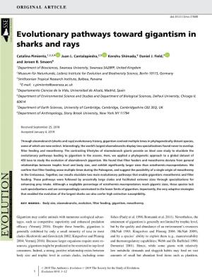 Evolutionary Pathways Toward Gigantism in Sharks and Rays