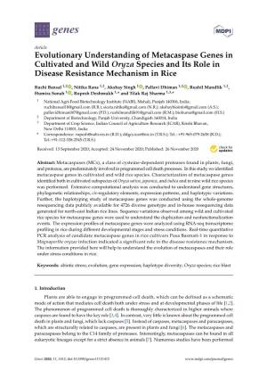 Evolutionary Understanding of Metacaspase Genes in Cultivated and Wild Oryza Species and Its Role in Disease Resistance Mechanism in Rice